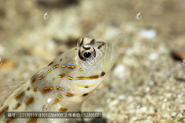 紅海shrimpgoby