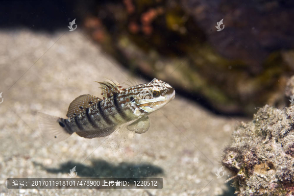 tailspot蝦虎魚