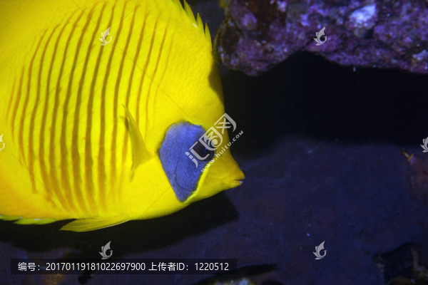 蒙面的蝴蝶魚