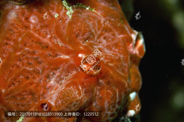 息肉海綿