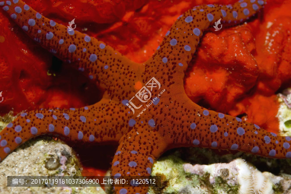 ghardaqa海星-匯圖網(wǎng) www.fosd68.com ghardaqa海星