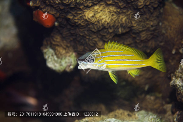 藍(lán)紋笛鯛