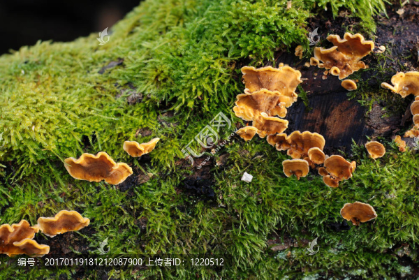 橡樹上的真菌-匯圖網(wǎng) www.fosd68.com 橡樹上的真菌