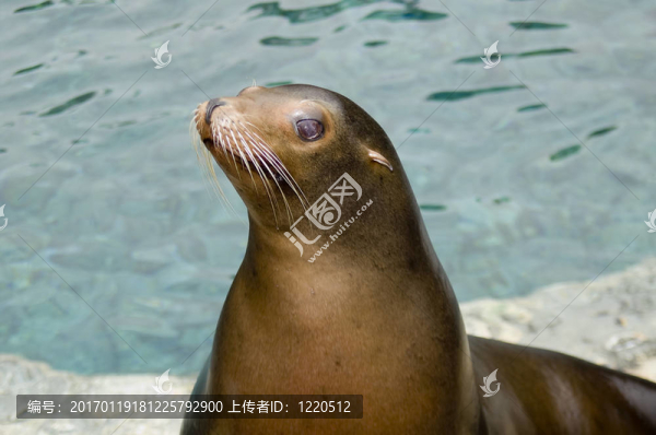 小海獅
