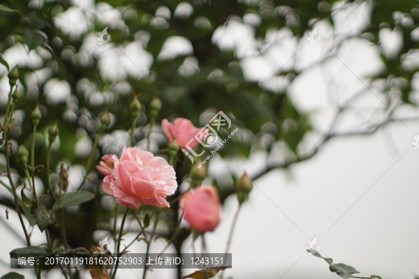 月季花