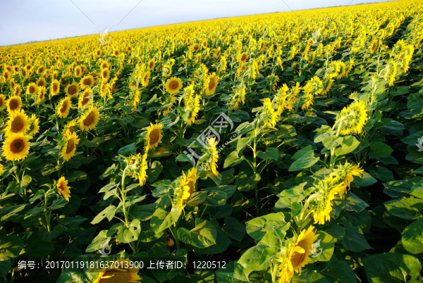 向日葵花田