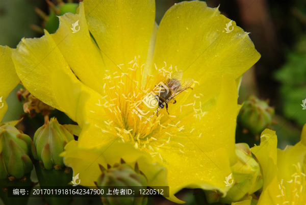 黃色的花，仙人掌仙人掌蜜蜂采集花粉