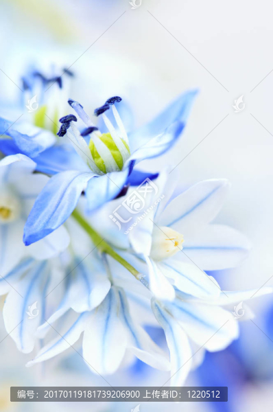 第一個春天的花朵