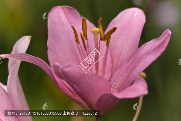 莉莉