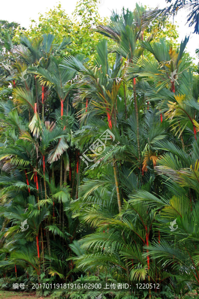 新加坡植物園-匯圖網(wǎng) www.fosd68.com 新加坡植物園