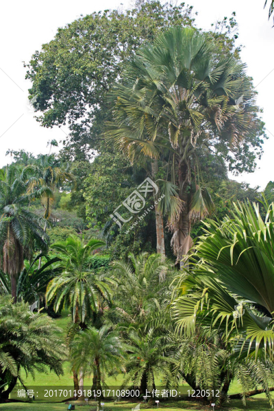 新加坡植物園