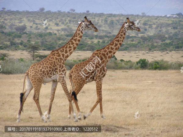 jirafas