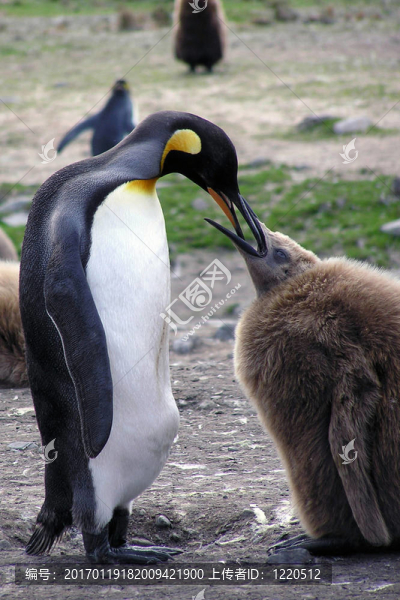 Mother,King,Penguin哺育幼仔；南喬治亞島；南極洲