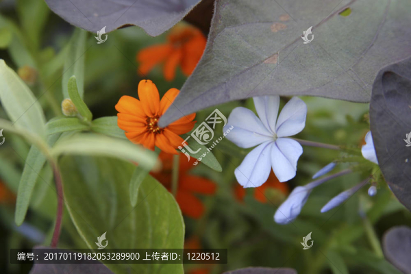 植物園-沃思堡；TX