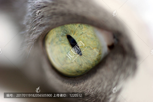 貓的眼睛