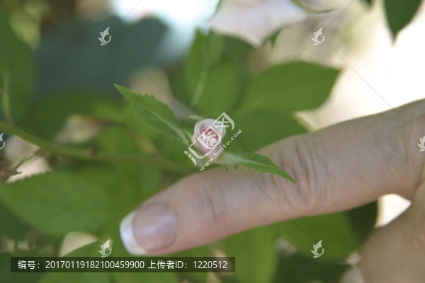 手指大小的一個小小的玫瑰園-沃思堡；TX