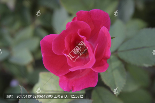 靠近薔薇-植物園-沃思堡；TX