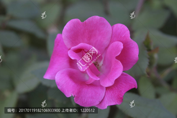 靠近薔薇-植物園-沃思堡；TX