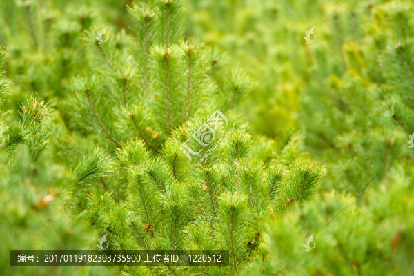 野生植物