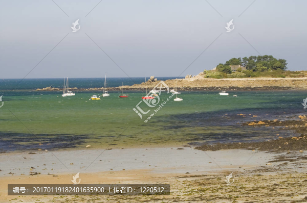 海岸布列塔尼犬