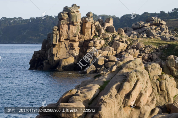 海岸布列塔尼犬