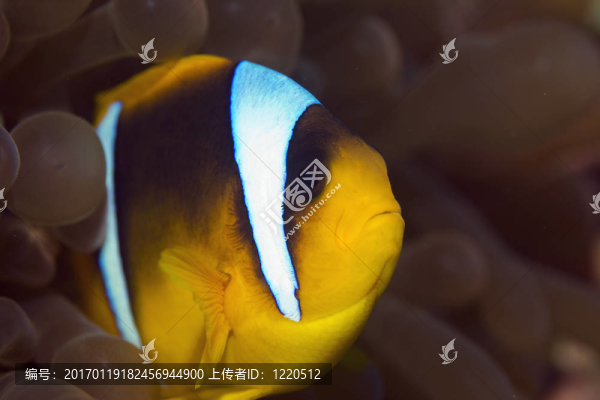 紅海的小丑魚