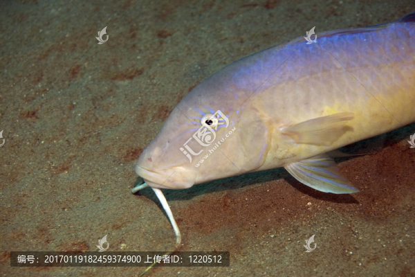 yellowsaddle鰹