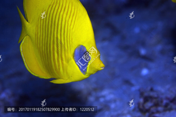 蒙面的蝴蝶魚(yú)