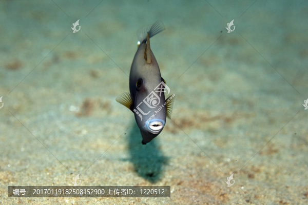 藍(lán)喉歌鴝熱帶魚