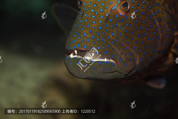紅海coralgrouper