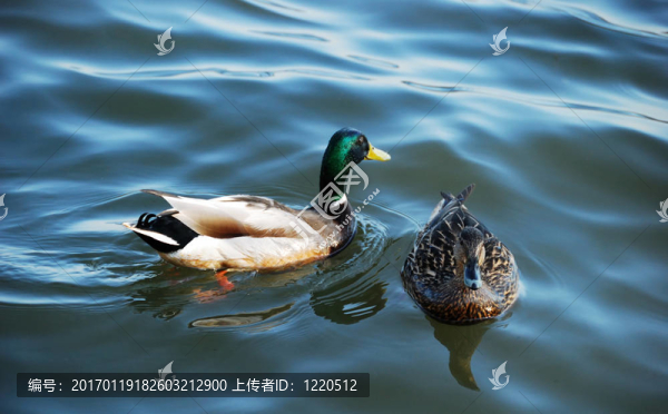 這對夫婦