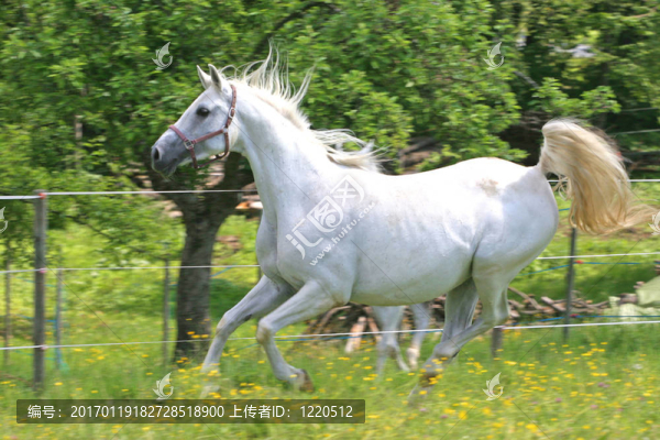 美麗的馬在草地上