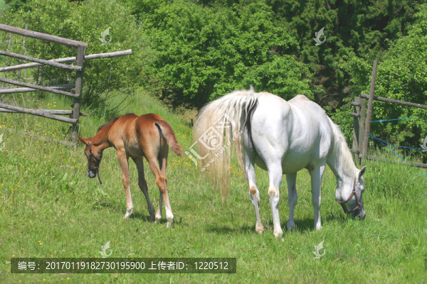 美麗的馬在草地上