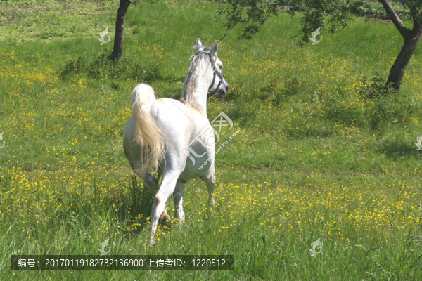 阿拉伯馬