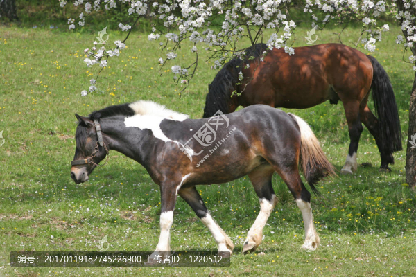 在草地上的美麗的馬