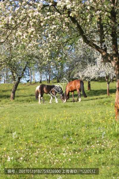 在草地上的美麗的馬