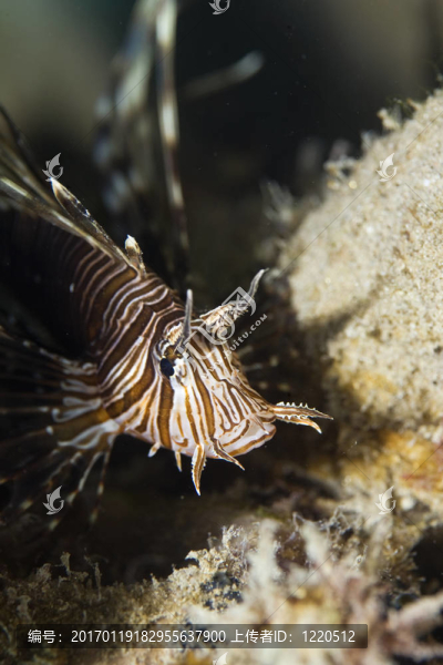 常見的獅子魚