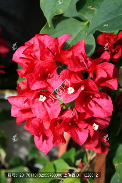 三角梅的花