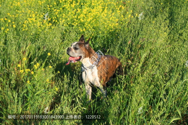 拳師犬