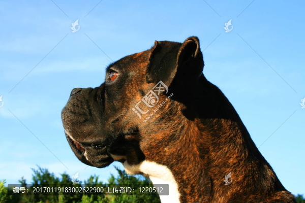 拳師犬爆頭