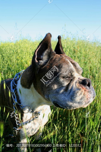 拳師犬爆頭