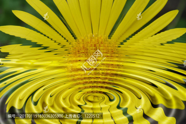 花的思考-匯圖網(wǎng) www.fosd68.com 花的思考