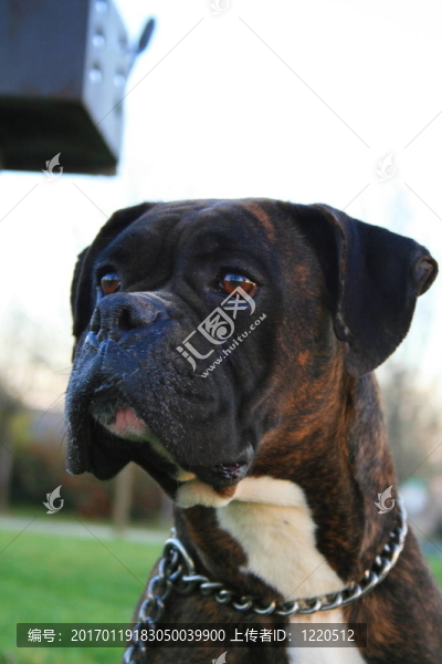拳師犬