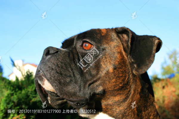 拳師犬爆頭