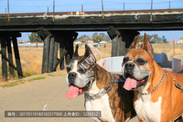 兩個拳師犬