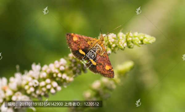 月在蘋果月找不-匯圖網(wǎng) www.fosd68.com 月在蘋果月找不