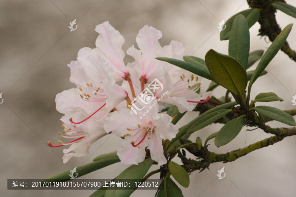 在春天的日本杜鵑花