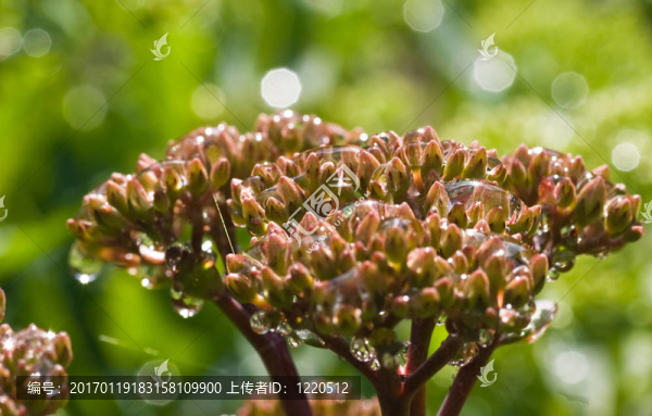 雨后的花蕾
