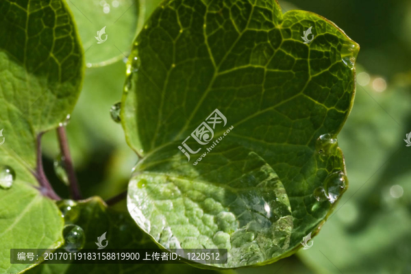 大水滴葉