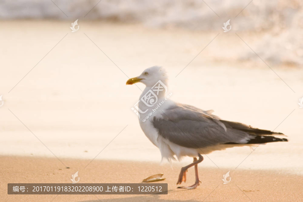 銀鷗在海灘上散步
